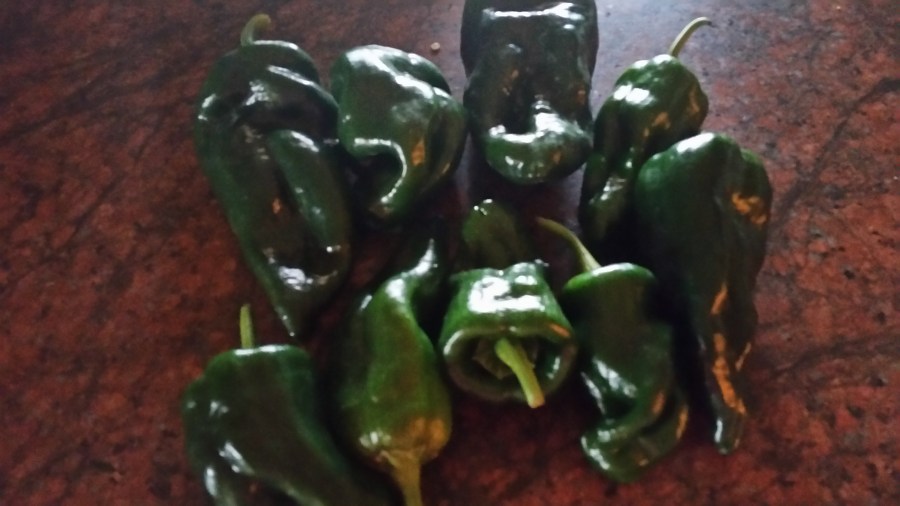 It is raining Peppers……..stuff them with&nbsp;potatoes
